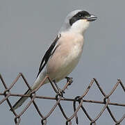 Lesser Grey Shrike