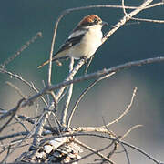 Woodchat Shrike