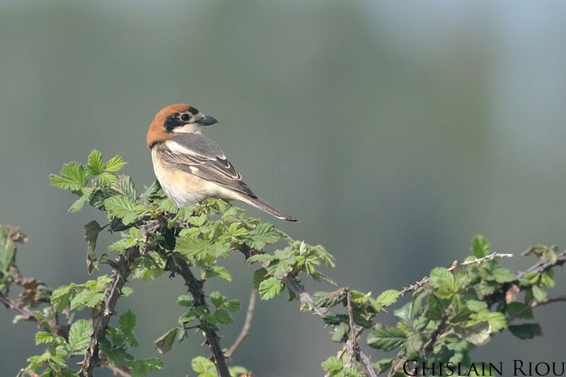 Woodchat Shrike