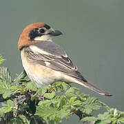 Woodchat Shrike