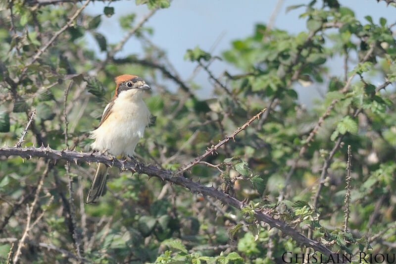 Woodchat Shrike