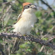 Woodchat Shrike