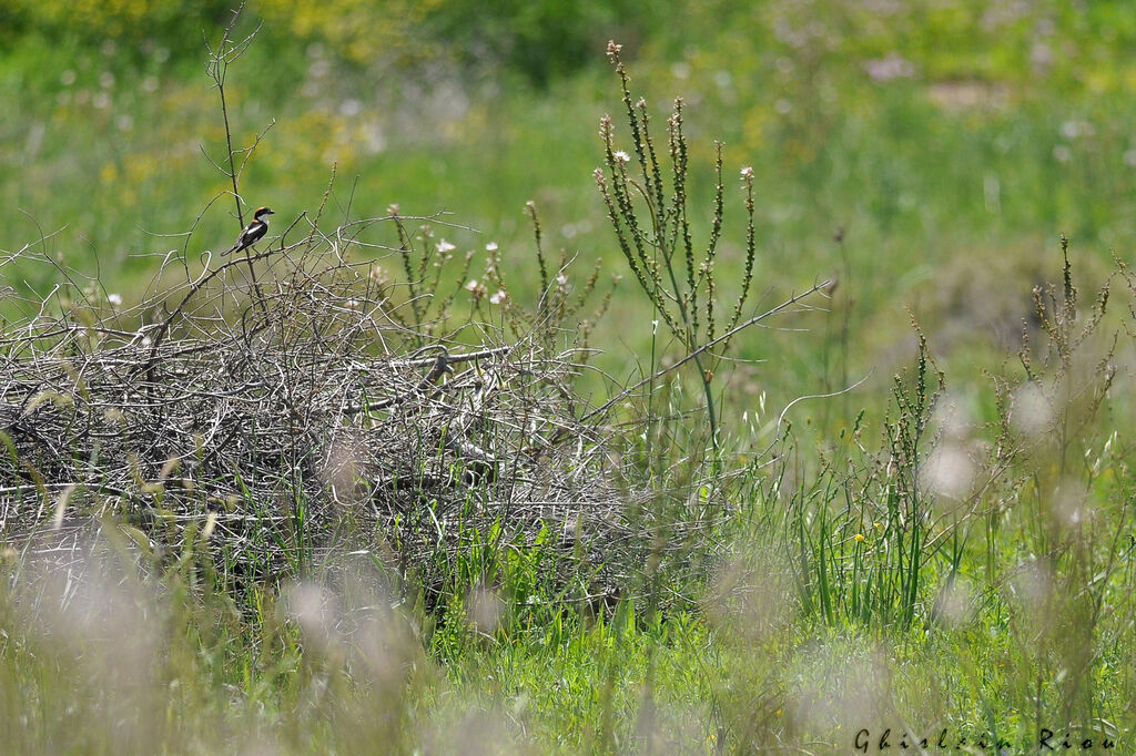 Pie-grièche à tête rousse mâle adulte nuptial, habitat