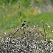 Woodchat Shrike