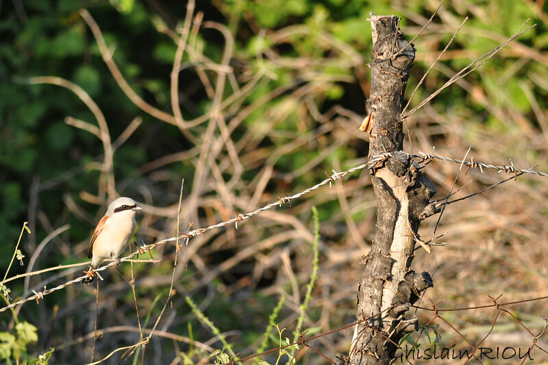 Red-backed Shrike