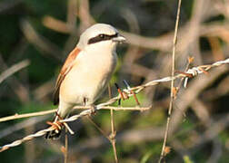 Red-backed Shrike