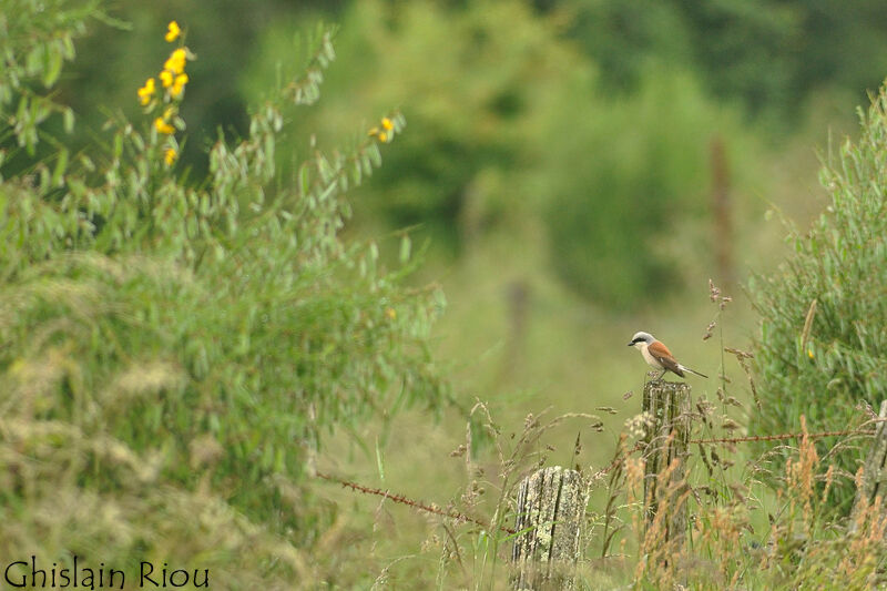 Red-backed Shrike