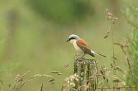 Red-backed Shrike