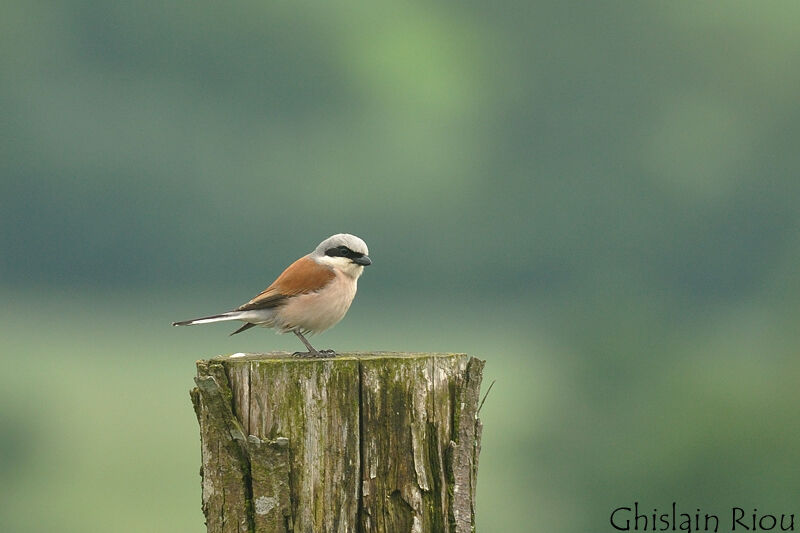 Red-backed Shrike