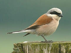 Red-backed Shrike