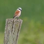 Red-backed Shrike