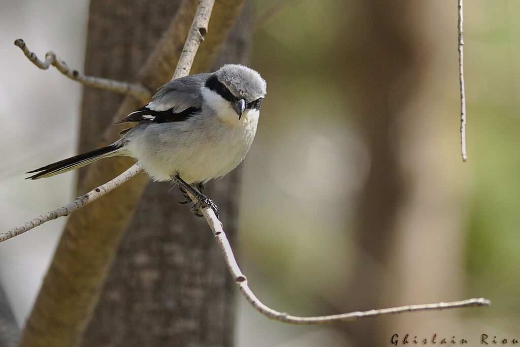 Great Grey Shrike