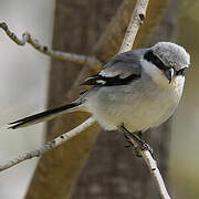 Great Grey Shrike