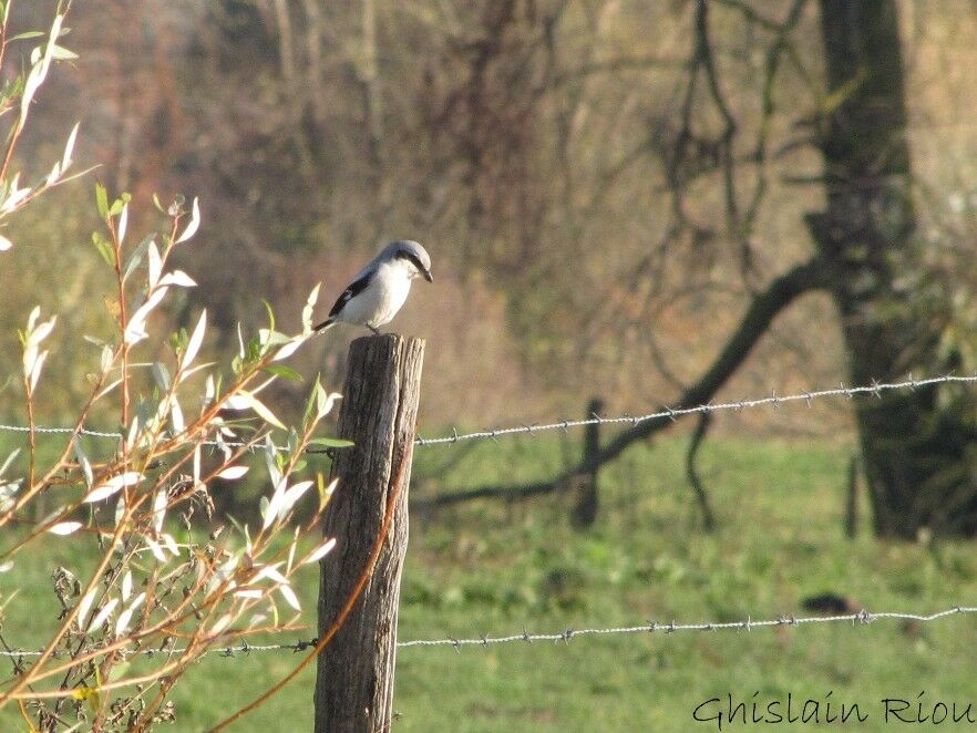 Great Grey Shrike