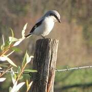 Great Grey Shrike