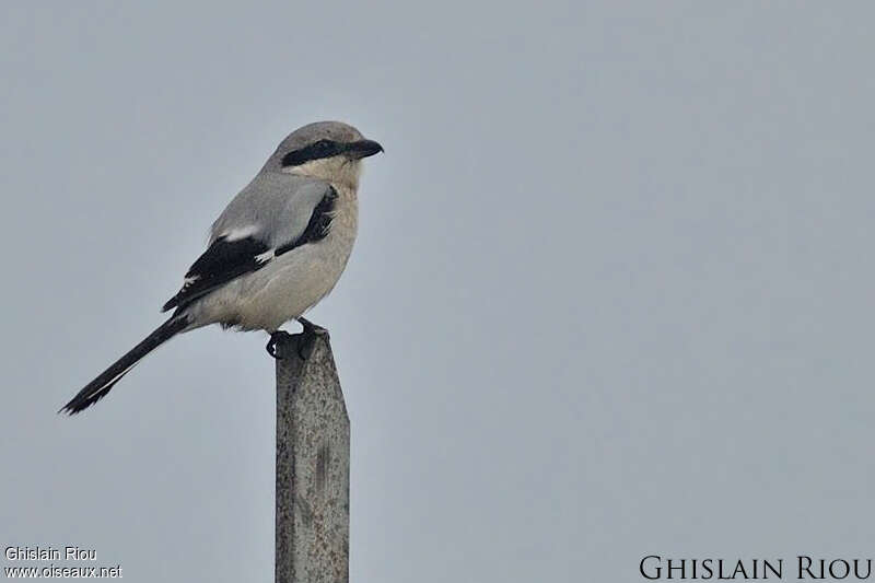 Great Grey Shrike female adult, identification