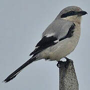 Great Grey Shrike