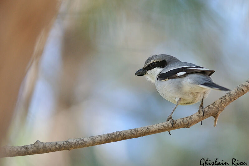 Great Grey Shrike