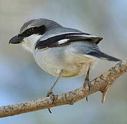 Great Grey Shrike