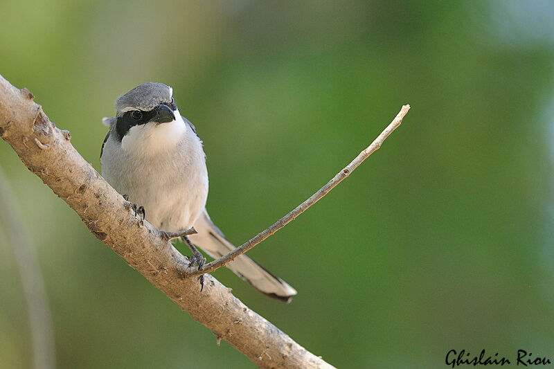 Great Grey Shrike