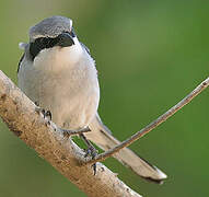 Great Grey Shrike