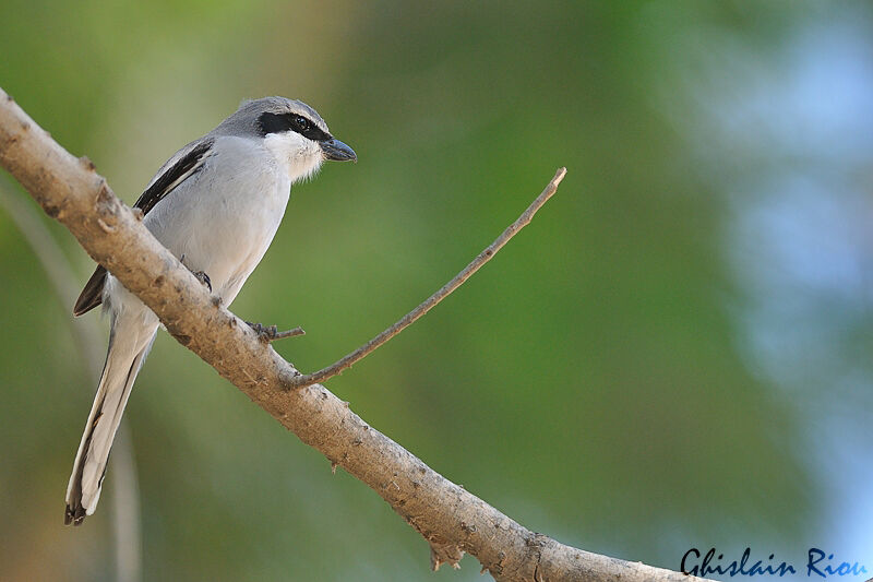 Great Grey Shrike