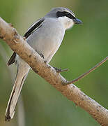 Great Grey Shrike