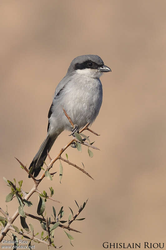 Great Grey Shrike, close-up portrait