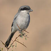 Great Grey Shrike