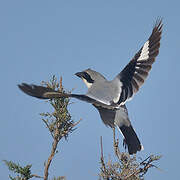 Great Grey Shrike