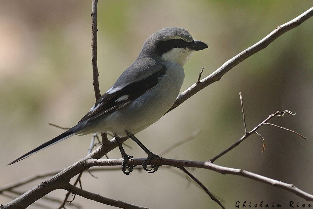 Great Grey Shrike