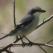 Great Grey Shrike