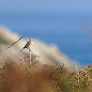 Isabelline Shrike