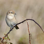 Isabelline Shrike