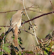 Isabelline Shrike