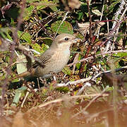 Isabelline Shrike