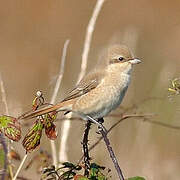 Isabelline Shrike