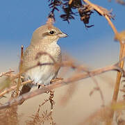 Isabelline Shrike