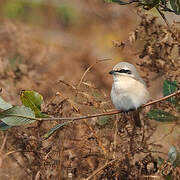 Isabelline Shrike