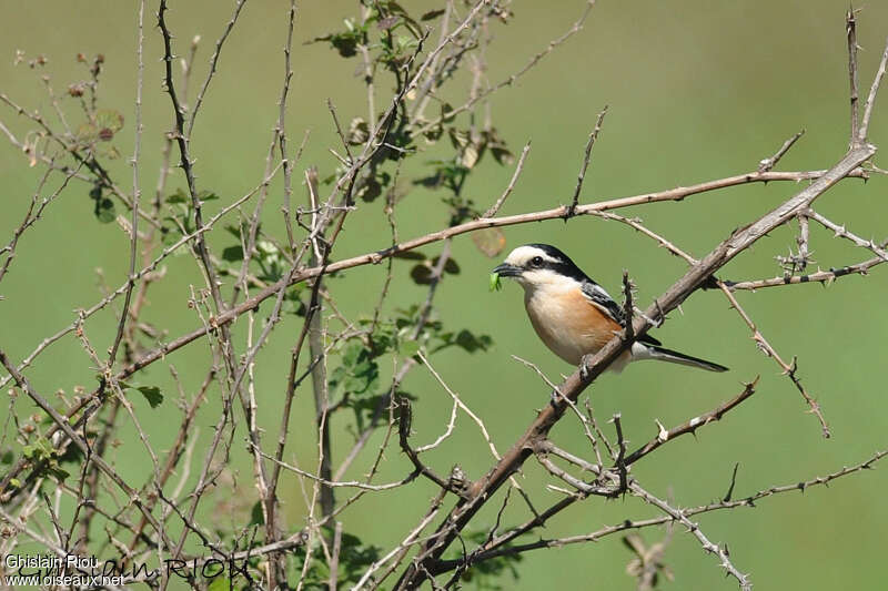 Masked Shrike male adult, feeding habits, eats