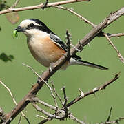 Masked Shrike