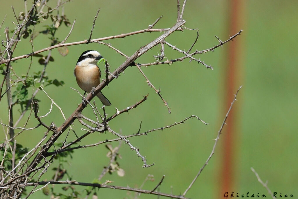 Masked Shrike male adult breeding, feeding habits