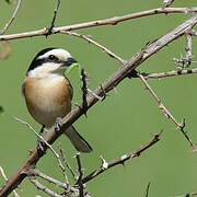 Masked Shrike