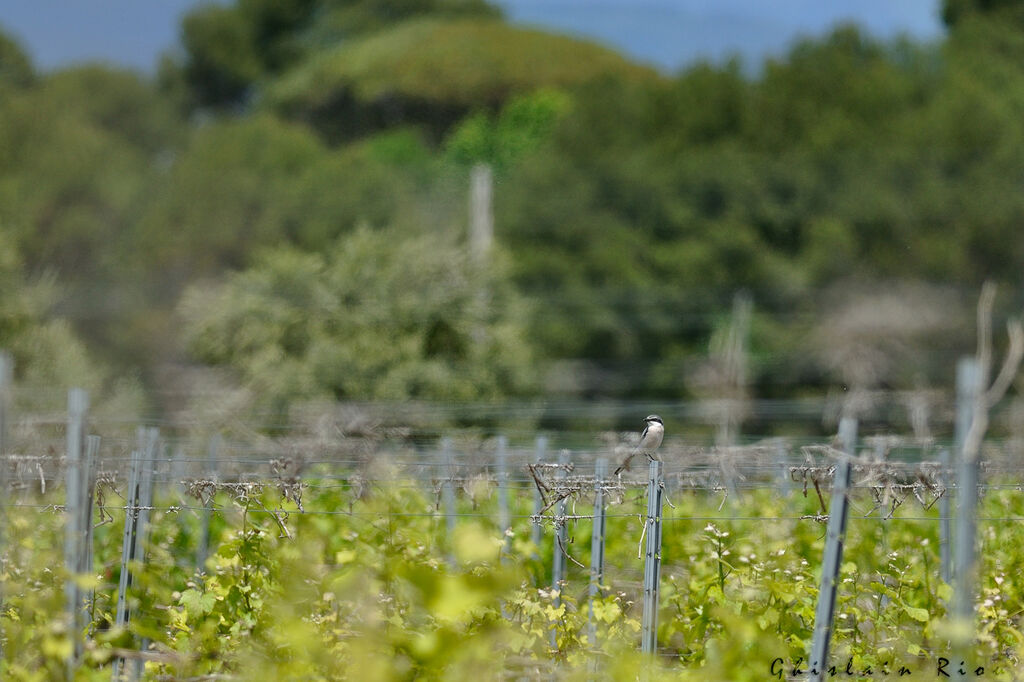 Iberian Grey Shrike, habitat