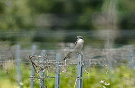 Iberian Grey Shrike