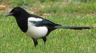 Eurasian Magpie