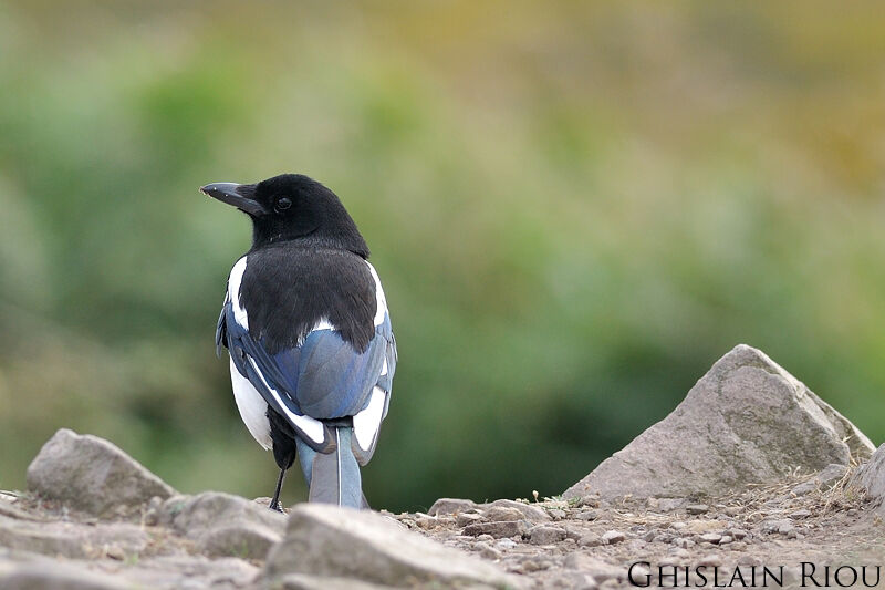 Eurasian Magpie