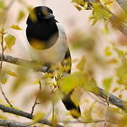 Eurasian Magpie