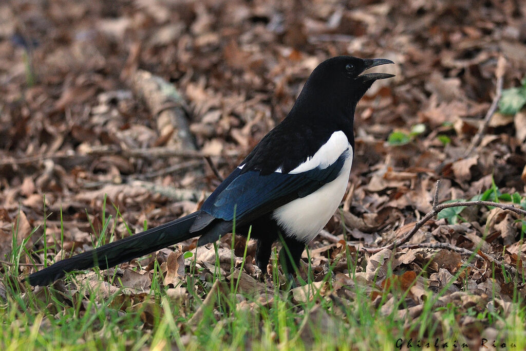 Eurasian Magpie