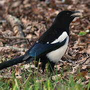 Eurasian Magpie